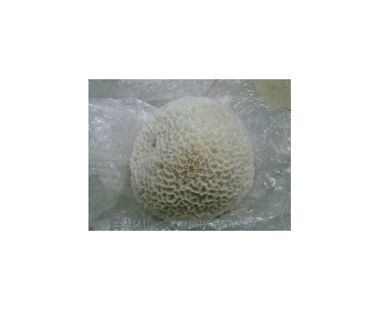 Коралл мозговик 8-9 20-23см Коралл мозговик 8-9 20-23см