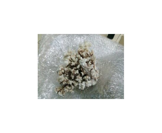 Коралл поциллопора  9-10 (coral flower) 23-26см Коралл поциллопора  9-10 (coral flower) 23-26см
