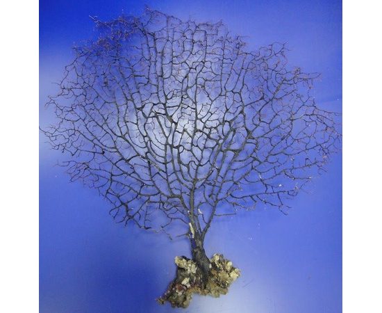 Коралл черный 10-15 (sea fun) 25-38см (5шт)