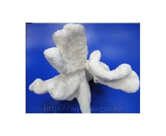 Коралл Cats paw 10-12 25-30см Коралл Cats paw 10-12 25-30см