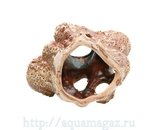 Актиния малая Актиния малая