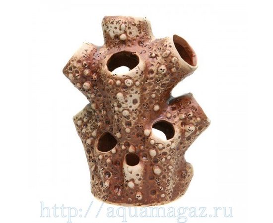 Актиния большая