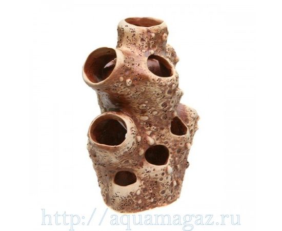 Актиния большая