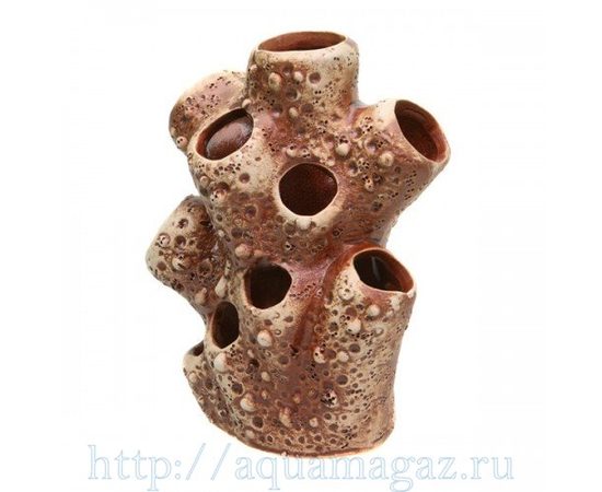 Актиния большая