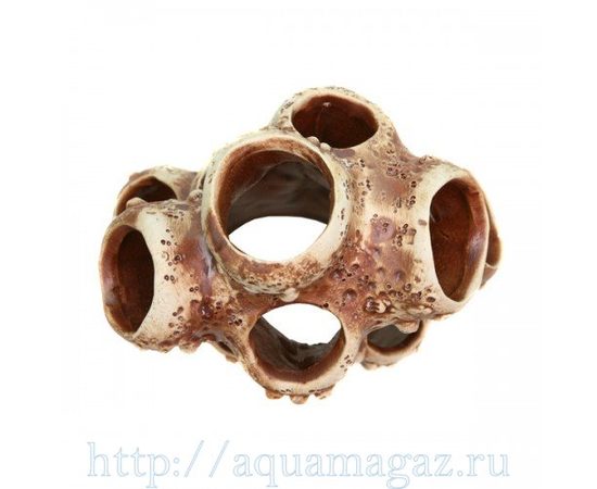 Актиния большая