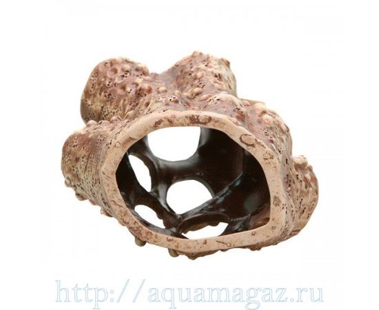 Актиния большая