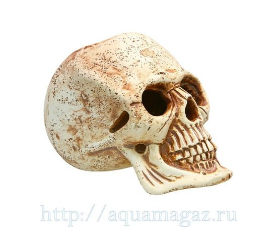 Череп Череп