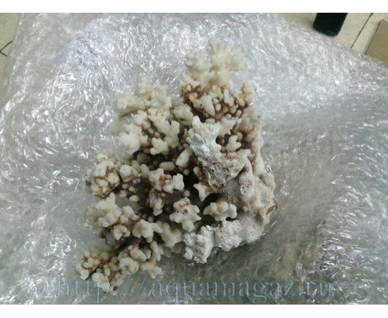 Коралл поциллопора  5-7 (coral flower) 13-18см Коралл поциллопора  5-7 (coral flower) 13-18см