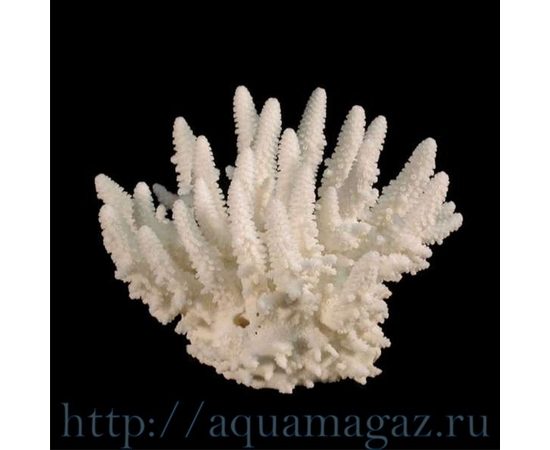 Коралл пальчиковый  10 (Finger) 26см