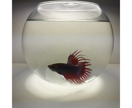 Рыбка Петушок + Аквариум (в ассортименте)