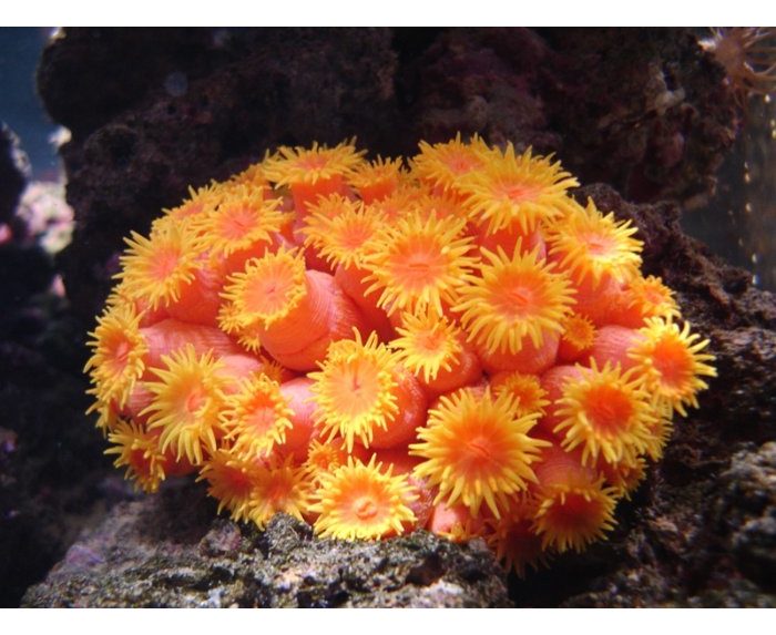 полип актиния. желтые кораллы. кораллы в море желтые. обитатели желтого моря. желтые кораллы.