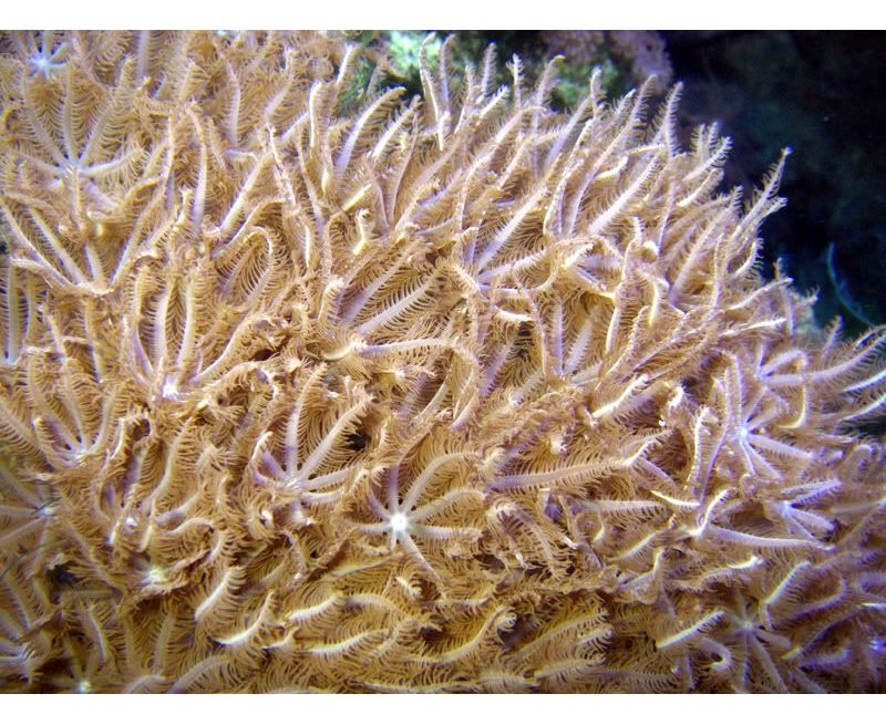 Coral waves. Антелия коралл. Клавулярия коралл. Антелия синяя коралл. Коралл розовая клавулярия.