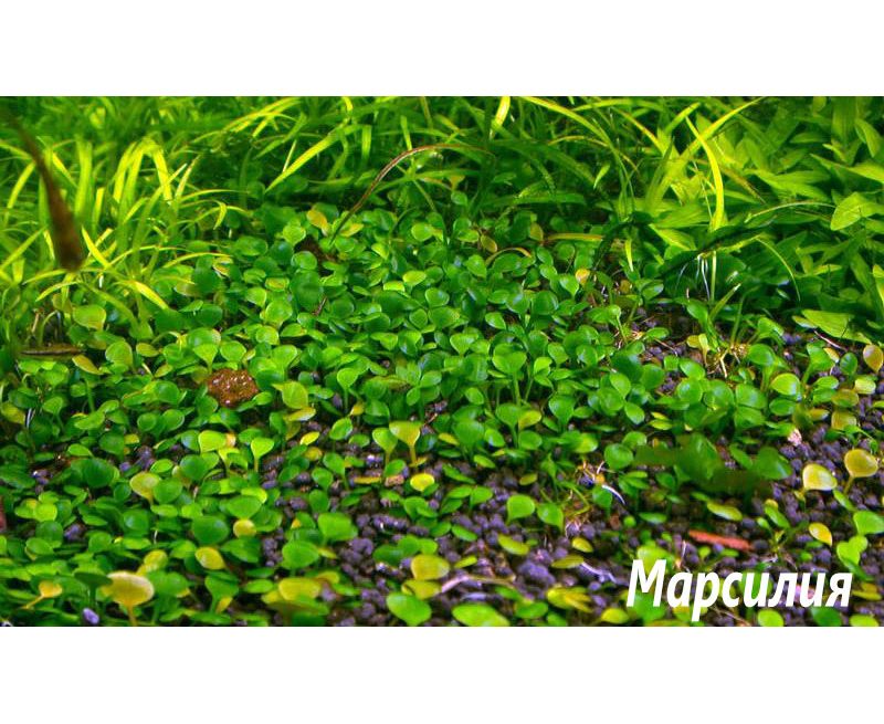 Марсилия хирсута. Марсилия почвопокровка. Марсилия аквариумное. Марсилия почвопокровка. Марсилия аквариумное.